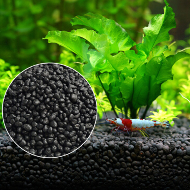 Aquarium Fish Types - Bibit Tanaman Akuarium Tanah Tangki Ikan