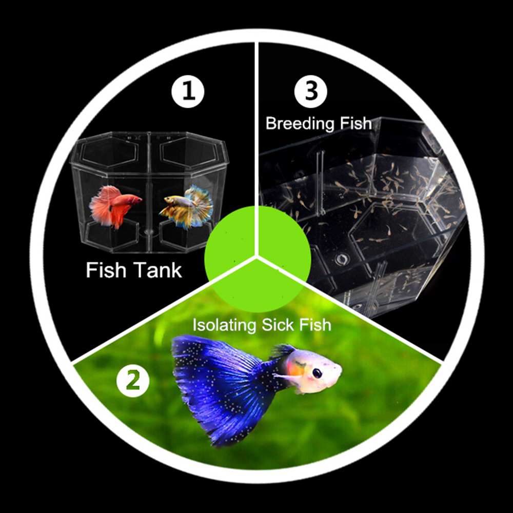 Tangki ikan cuppy Akuarium Dua - Aquarium Fish Jar ulasan dan harga
