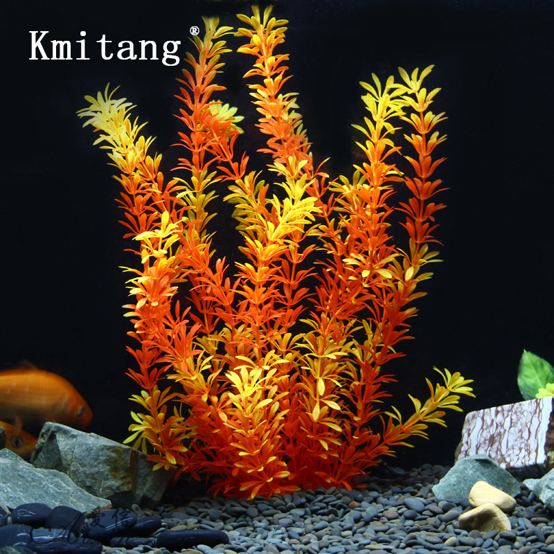 Tanaman Tropis 100cm, Rumput A - Aquarium Fish Types ulasan dan harga