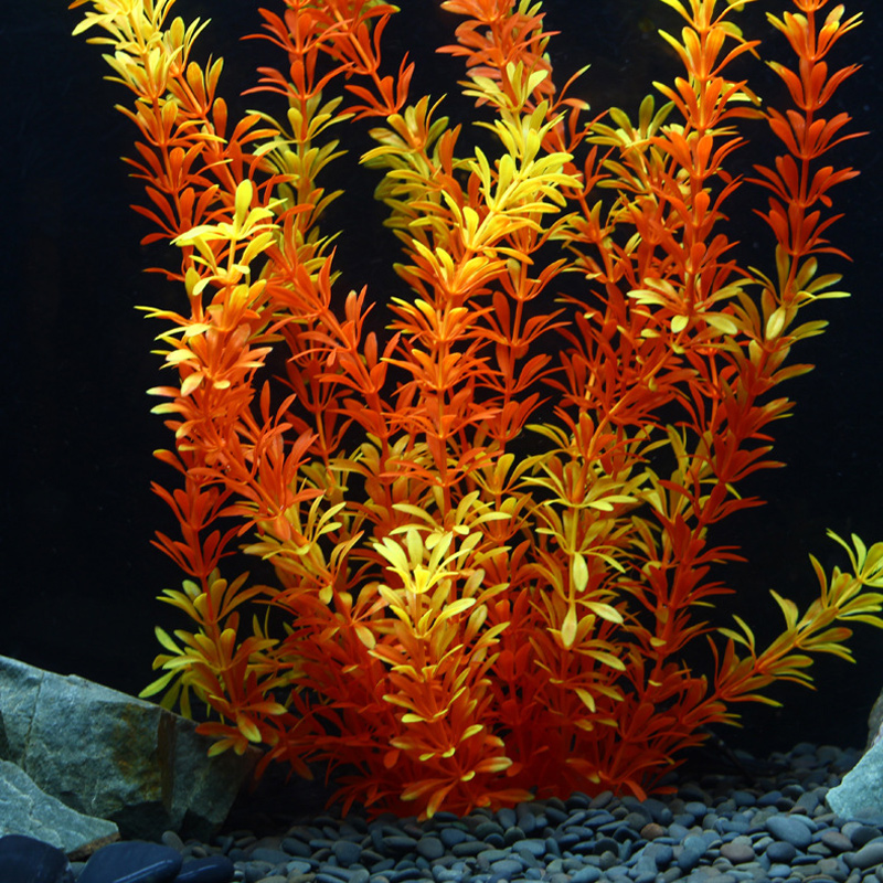 Tanaman Tropis 100cm, Rumput A - Aquarium Fish Types ulasan dan harga