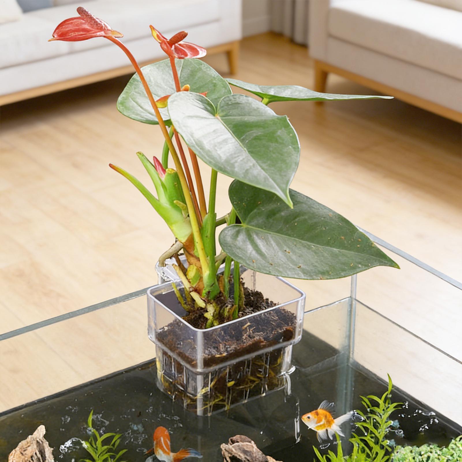 Pot Tanaman Akuarium Transpara - Aquarium Fish Hideout ulasan dan harga