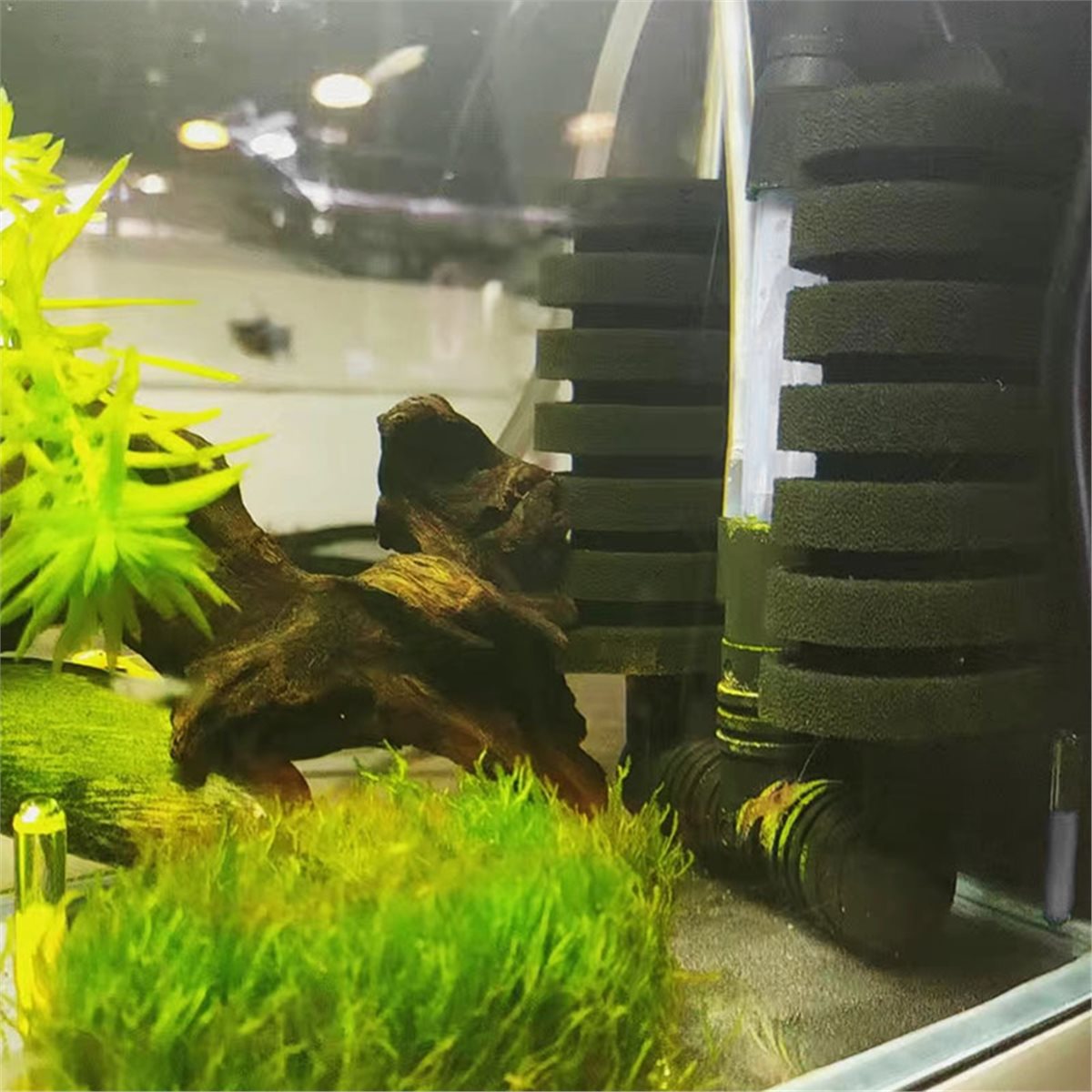 【Daftar Perlengkapan Wajib Ada - Aquarium Fish List ulasan dan harga