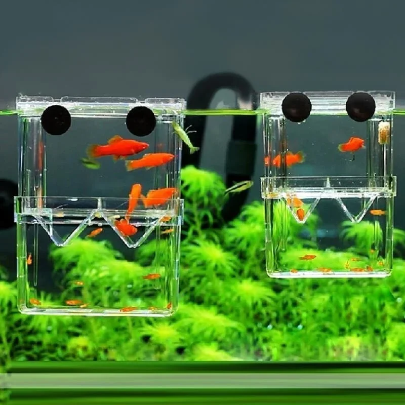 Akuarium Ikan Multifungsi, Kot - Aquarium Fish Jar ulasan dan harga