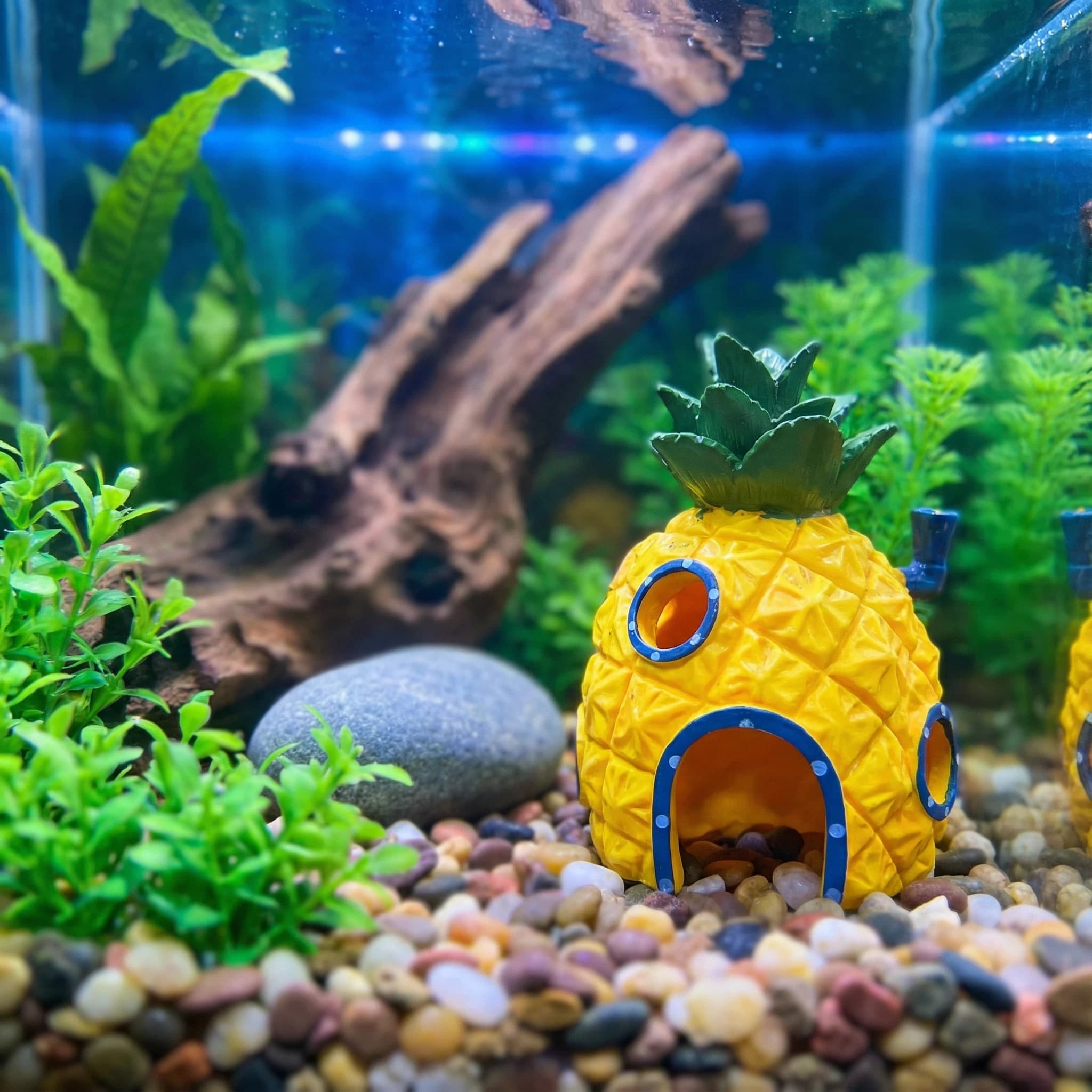 Dekorasi Akuarium Rumah Nanas, - Aquarium Fish Hideout ulasan dan harga