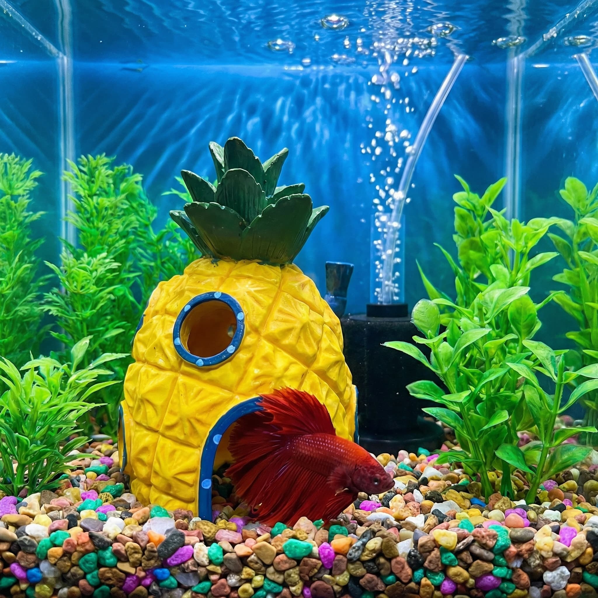 Dekorasi Akuarium Rumah Nanas, - Aquarium Fish Hideout ulasan dan harga